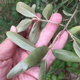 Silver buffaloberry (Shepherdia argentea)