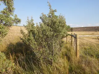 Silver buffaloberry (Shepherdia argentea) — mature form