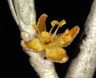 Silver buffaloberry (Shepherdia argentea) — foliage