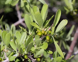 Silver buffaloberry (Shepherdia argentea) — bloom