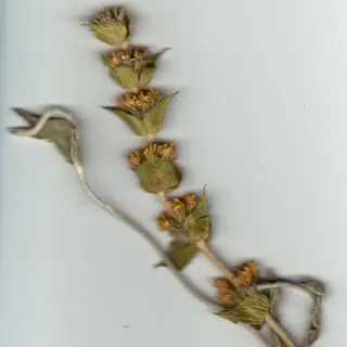 SARADA'S Greek Mountain Tea