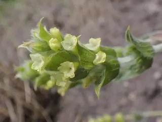 SARADA'S Greek Mountain Tea (Sideritis syriaca 'P023S') — mature form