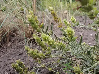 SARADA'S Greek Mountain Tea (Sideritis syriaca 'P023S') — foliage