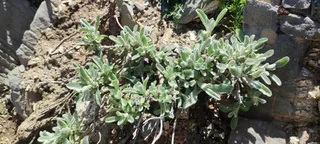 SARADA'S Greek Mountain Tea (Sideritis syriaca 'P023S') — bloom