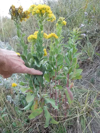 Rigid Goldenrod