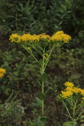 Rigid Goldenrod (Solidago rigida) — mature form
