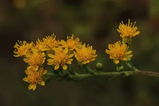 Rigid Goldenrod (Solidago rigida) — foliage