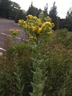 Rigid Goldenrod (Solidago rigida) — bloom