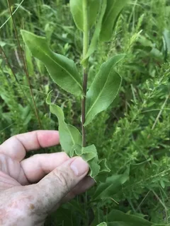 Rigid Goldenrod (Solidago rigida) — fall color