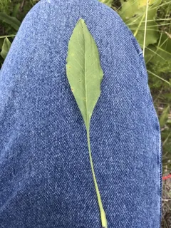 Rigid Goldenrod (Solidago rigida) — habit