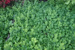 Golden Fleece (Solidago sphacelata), foliage