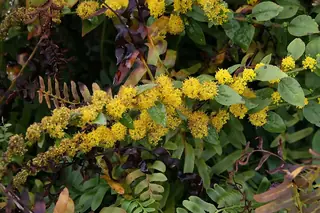Golden Fleece (Solidago sphacelata) — mature form