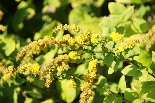 Golden Fleece (Solidago sphacelata) — foliage