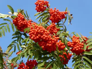 Mountain-ash — European