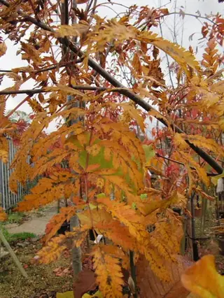 European Mountain-ash (Sorbus aucuparia), mature form