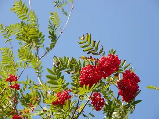 European Mountain-ash (Sorbus aucuparia), fall color