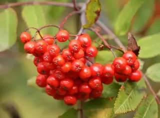 Mountain-ash — European (Sorbus aucuparia) — mature form