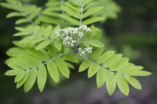 Mountain-ash — European (Sorbus aucuparia) — foliage