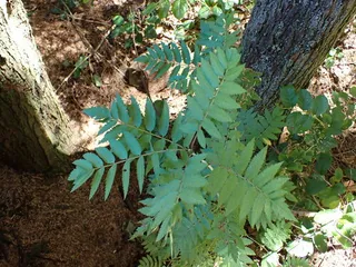 Mountain-ash — European (Sorbus aucuparia) — bloom