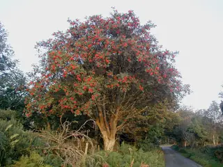 Mountain-ash, European