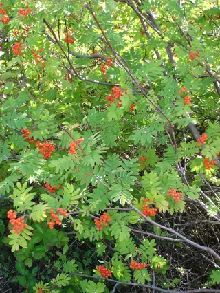 European Mountain-ash (Sorbus aucuparia), bloom
