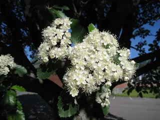Mountain-ash — Swedish Whitebeam (Sorbus intermedia)