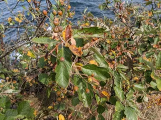 Mountain-ash — Swedish Whitebeam (Sorbus intermedia) — foliage