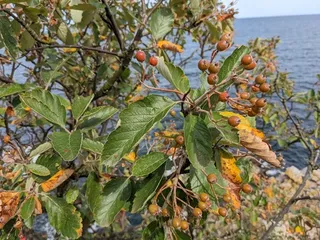 Mountain-ash — Oak Leaf (Sorbus x hybrida) — mature form