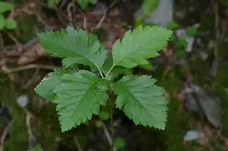 Oak Leaf Mountain-ash (Sorbus x hybrida), mature form