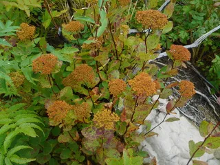 Birchleaf spirea (Spiraea betulifolia 'Tor')
