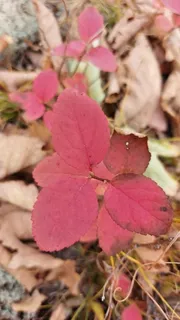 Birchleaf spirea (Spiraea betulifolia 'Tor') — mature form