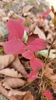 Birchleaf spirea (Spiraea betulifolia 'Tor') — foliage