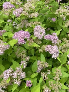 Japanese spirea