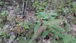 Japanese spirea (Spiraea japonica) — mature form