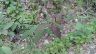 Japanese spirea (Spiraea japonica) — foliage