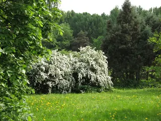 Bridal-wreath spirea