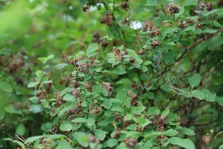 Bridal-wreath spirea (Spiraea x vanhouttei) — mature form