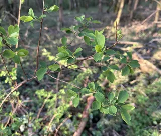 Bridal-wreath spirea (Spiraea x vanhouttei) — foliage
