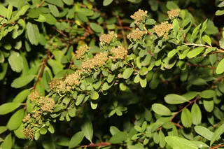 Bridal-wreath spirea (Spiraea x vanhouttei) — bloom