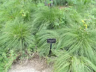 Prairie Dropseed Grass