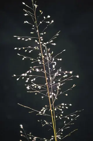 Prairie Dropseed Grass (Sporobolus heterolepis) — mature form