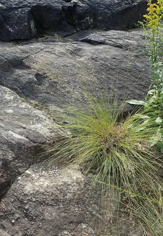 Prairie Dropseed Grass (Sporobolus heterolepis) — foliage