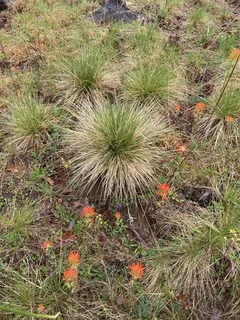 Prairie Dropseed Grass (Sporobolus heterolepis) — bloom