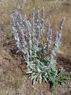 Lamb's ear