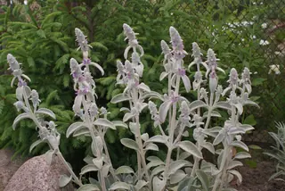 Lamb's ear (Stachys byzantina), mature form