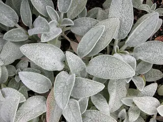 Lamb's ear