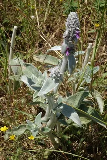 Lamb's ear (Stachys byzantina) — mature form