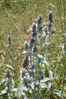 Lamb's ear (Stachys byzantina) — foliage
