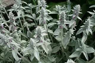 Lamb's ear (Stachys byzantina), bloom