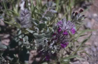 Pink Cotton Lamb's Ear (Stachys lavandulifolia) — mature form